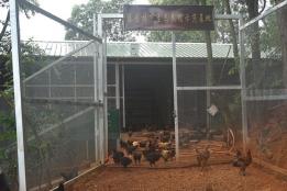荒山变“聚宝盆”！开远林下经济年产值超1.73亿元，生态产业铺就振兴路