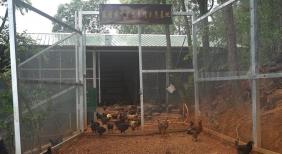 荒山变“聚宝盆”！开远林下经济年产值超1.73亿元，生态产业铺就振兴路
