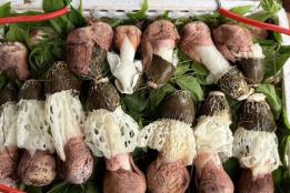 林下生金 以菌富民！红河县做强林下食用菌产业激活乡村振兴新动能