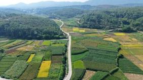 高标准农田建设提质增效！青龙镇筑牢粮食安全根基 铺就乡村振兴丰收路