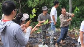 种下致富新希望！金平铜厂乡长安冲村5万株咖啡苗试种赋能乡村振兴