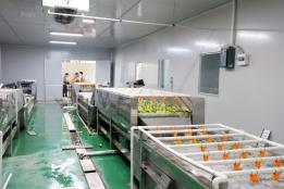 延伸产业链！河口南溪镇百香果取浆加工线试运行 小果子变身“共富果”