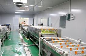 延伸产业链！河口南溪镇百香果取浆加工线试运行 小果子变身“共富果”