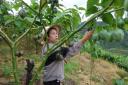 青春归巢兴乡土！屏边三名“90后”新农人深耕大树番茄闯出致富路