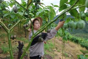 青春归巢兴乡土！屏边三名“90后”新农人深耕大树番茄闯出致富路