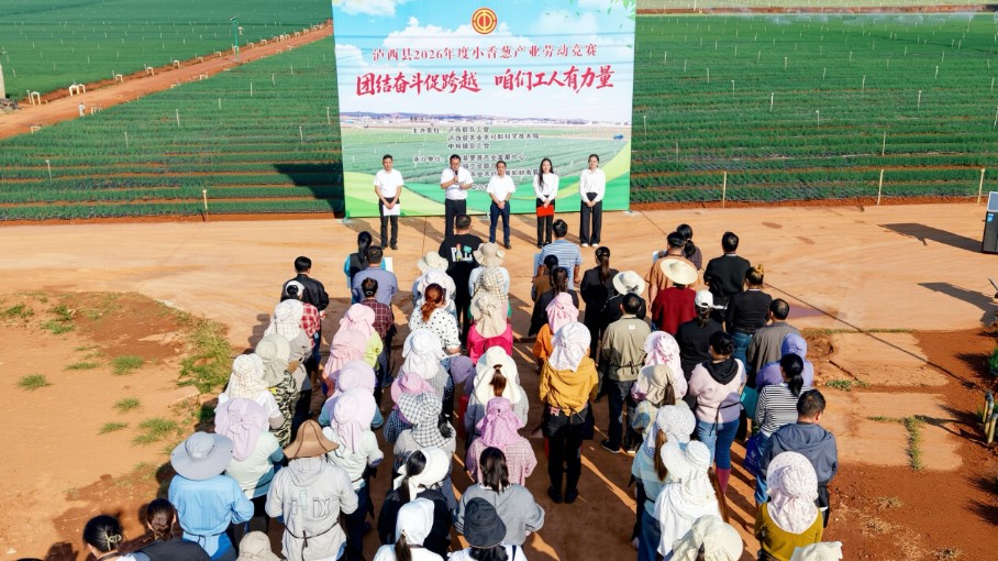 田间比武亮绝活!泸西县举办小香葱产业劳动技能竞赛 田间比武亮绝活!泸西县举办小香葱产业劳动技能竞赛