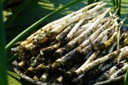淤泥里摸出“象牙菜”！建水草芽撑起村民增收好产业