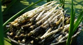 淤泥里摸出“象牙菜”！建水草芽撑起村民增收好产业