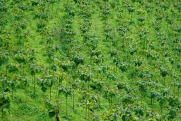 平河镇：试种树番茄 拓宽群众增收路