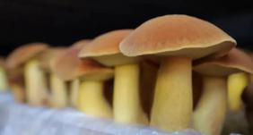 红河州人工培育见手青再传喜讯！个旧实现脱毒见手青室内栽培采收