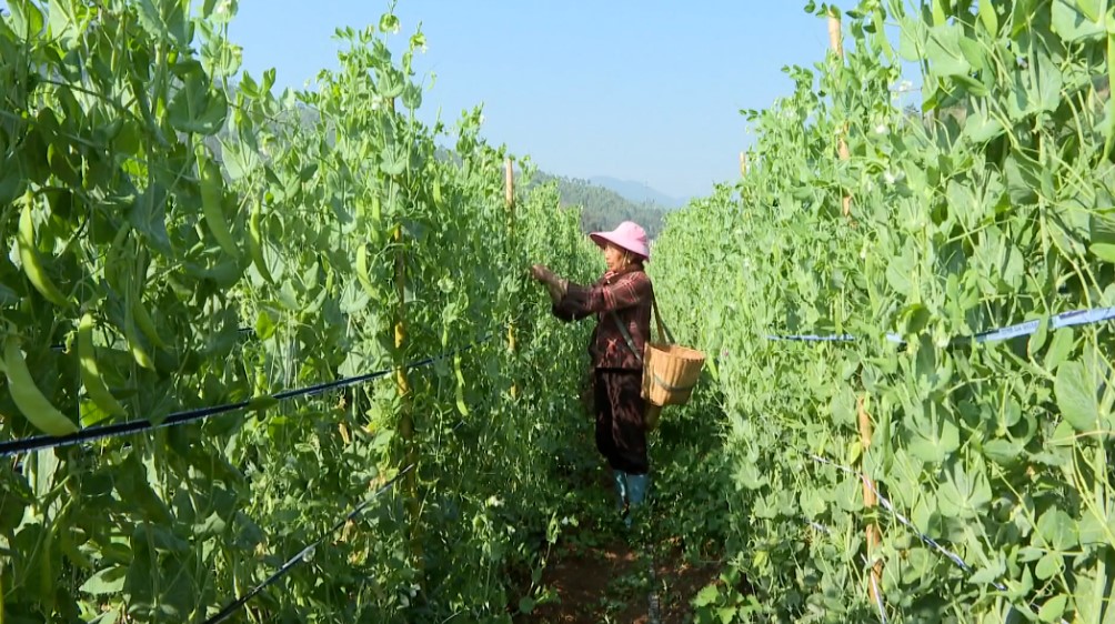 石屏龙朋镇:荷兰豆喜获丰收 “套种”模式助力乡村振兴 石屏龙朋镇:荷兰豆喜获丰收 “套种”模式助力乡村振兴
