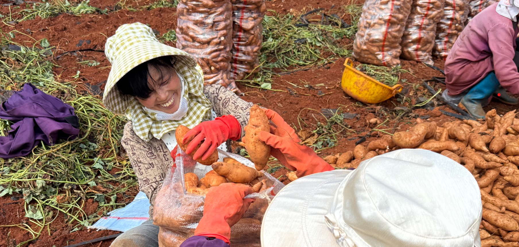 香飘国内外!弥勒福城街道五千余亩红薯喜丰收,“烟薯轮作” 一地挣两份钱 香飘国内外!弥勒福城街道五千余亩红薯喜丰收,“烟薯轮作” 一地挣两份钱
