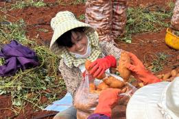 香飘国内外！弥勒福城街道五千余亩红薯喜丰收，“烟薯轮作” 一地挣两份钱