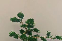 九里香室内绿植租摆：养护保障全解析