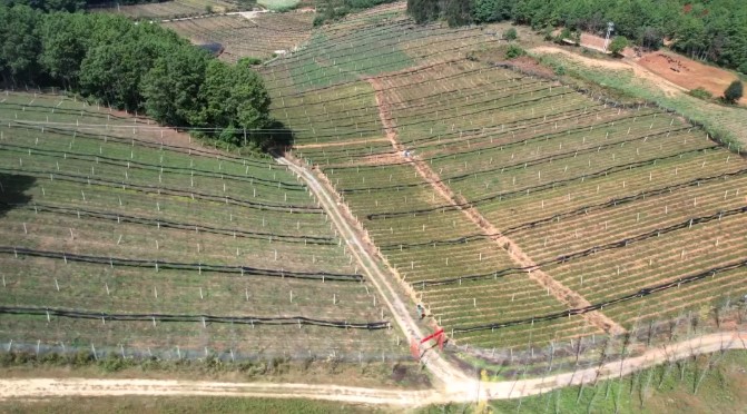 山上种 “良药”!石屏 2 万亩中药材铺就山区增收路 山上种 “良药”!石屏 2 万亩中药材铺就山区增收路